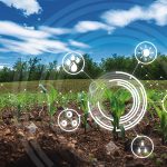 agriculture digital farm cornfield technology concepts with growing maize in the cultivated field